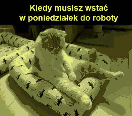 Zmęczony kot na poduszce w poniedziałek